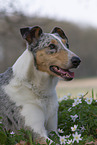 adult shorthaired Collie