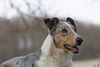 adult shorthaired Collie