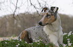 adult shorthaired Collie