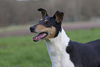 adult shorthaired Collie