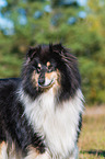 adult Collie