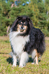 adult Collie