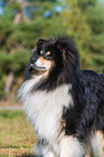 adult Collie