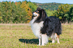 adult Collie