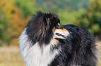 adult Collie