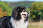 adult Collie
