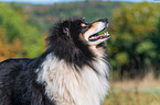 adult Collie