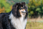 adult Collie
