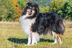 adult Collie