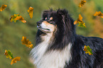 adult Collie