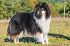 adult Collie