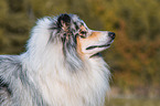 adult Collie