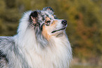 adult Collie