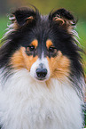 female Collie