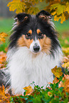 female Collie