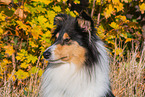 female Collie