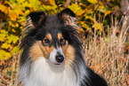 female Collie