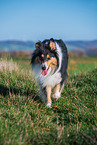 female Collie