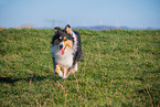 female Collie