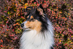 female Collie