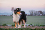 female Collie