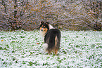 female Collie