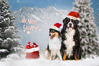 2 dogs