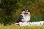 Collie Puppy