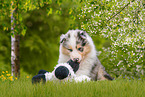 Collie Puppy