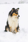 Collie in Winter