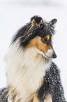 Collie in Winter