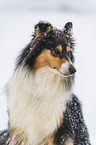 Collie in Winter