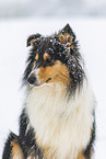 Collie in Winter