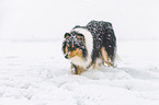 Collie in Winter