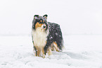Collie in Winter