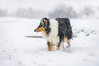 Collie in Winter