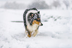 Collie in Winter