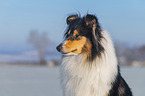 Collie in Winter