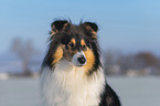 Collie in Winter