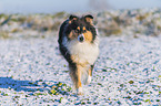 Collie in Winter