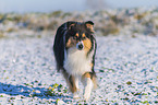 Collie in Winter
