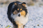 Collie in Winter