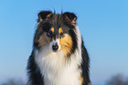Collie in Winter