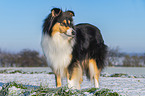 Collie in Winter