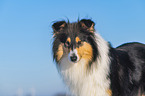 Collie in Winter