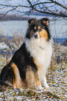Collie in Winter