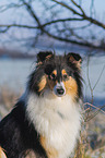 Collie in Winter