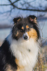 Collie in Winter