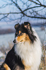 Collie in Winter
