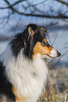 Collie in Winter